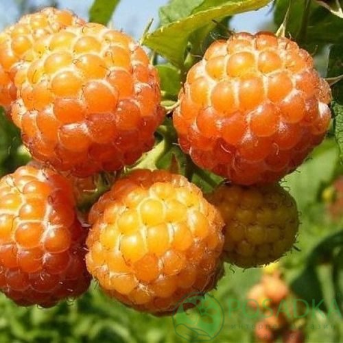 Малина КУМБЕРЛЕНД желтая в Караганде