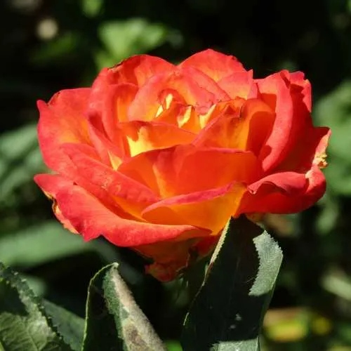 Роза ЛИНА чайно-гибридная в Караганде