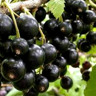 Смородина черная ОРЛОВСКИЙ ВАЛЬС в Караганде
