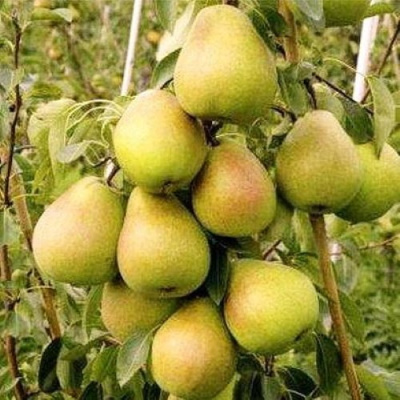 Груша МЛИЕВСКАЯ РАННЯЯ в Караганде