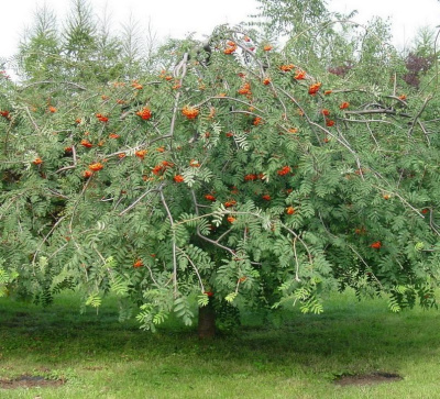 Рябина ПЛАКУЧАЯ сладкоплодная в Караганде