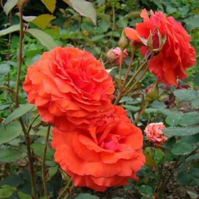 Роза АНЖЕЛИКА чайно-гибридная в Караганде