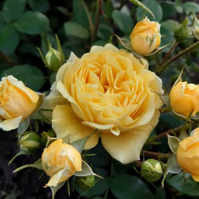 Роза флорибунда в Караганде