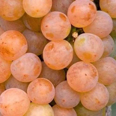 Виноград ПЛАТОВСКИЙ в Караганде