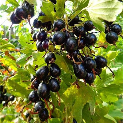 Смородина золотистая овальная в Караганде