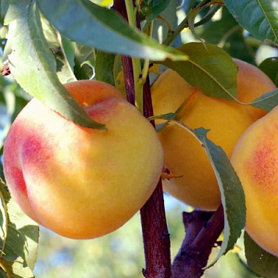 Колонновидные персики в Караганде
