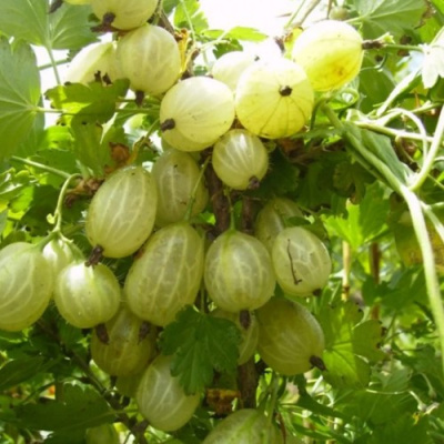 Крыжовник ИНВИКТА в Караганде