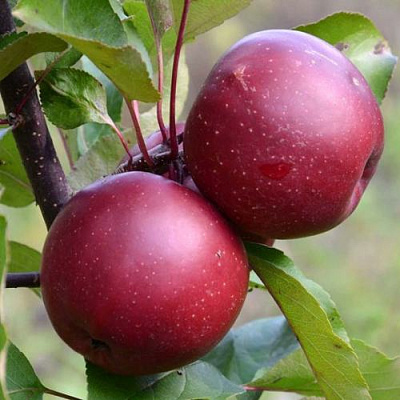 Яблоня красномясая в Караганде