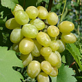 Виноград в Караганде