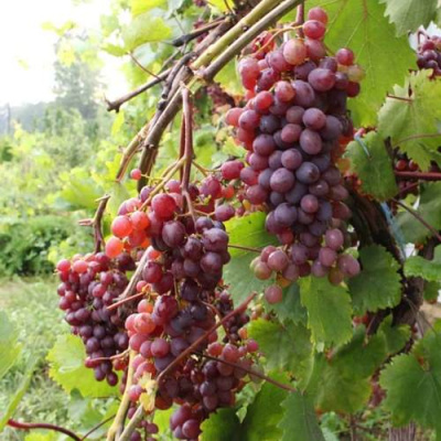 Виноград КИШМИШ ЗАПОРОЖСКИЙ в Караганде