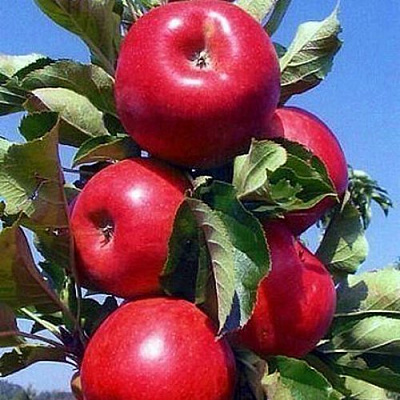 Колонновидные яблони в Караганде