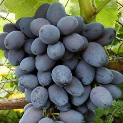 Черный виноград в Караганде