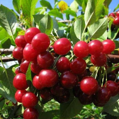 Вишня ЛЮБСКАЯ в Караганде