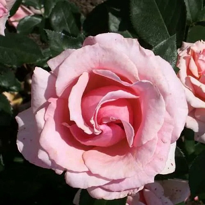 Роза ПОЭЗИЯ флорибунда в Караганде