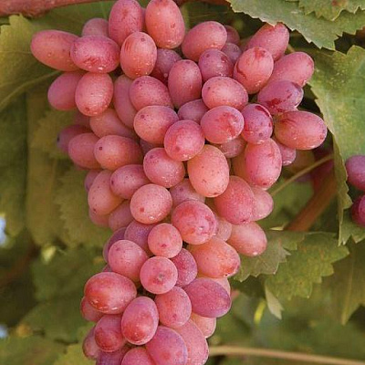 Розовый виноград в Караганде